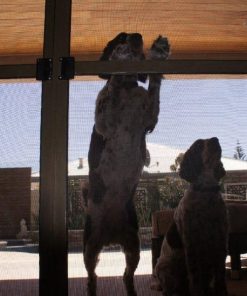 pet-dog